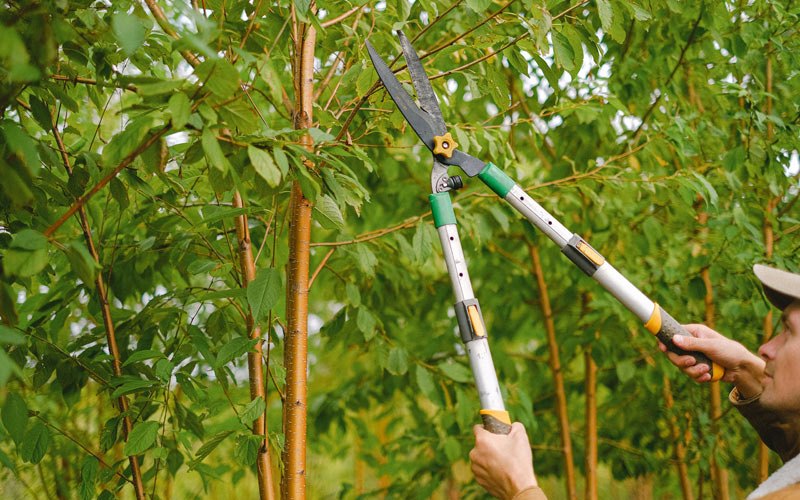 Tree trimming in Saint Mary Of The Woods, IN