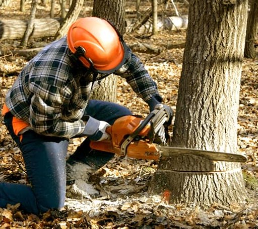 Tree Removal in Saint Mary Of The Woods, IN